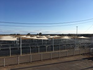 Dubbo - Commercial Shade Sail